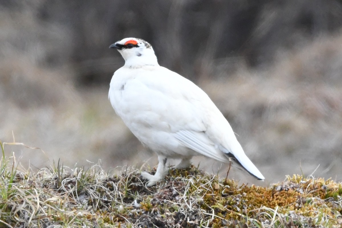 Rock Ptarmigan - ML620141876