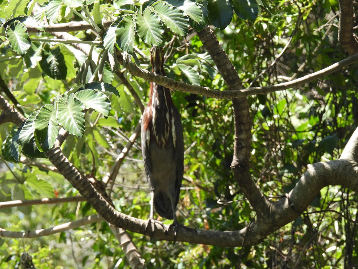 Rufescent Tiger-Heron - ML620141887