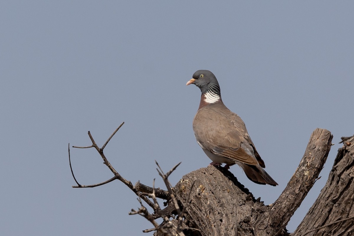 Common Wood-Pigeon - ML620141891