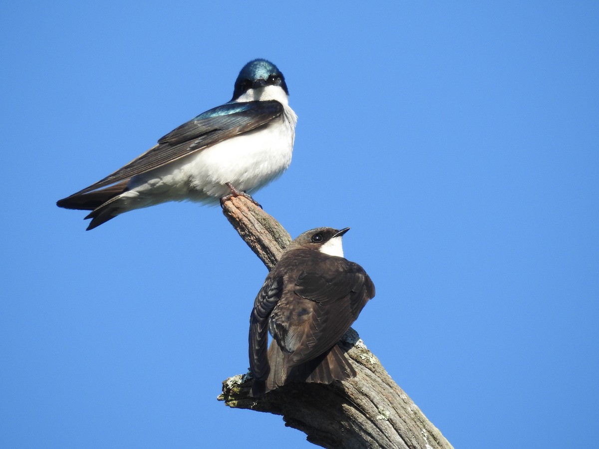 Tree Swallow - ML620141903