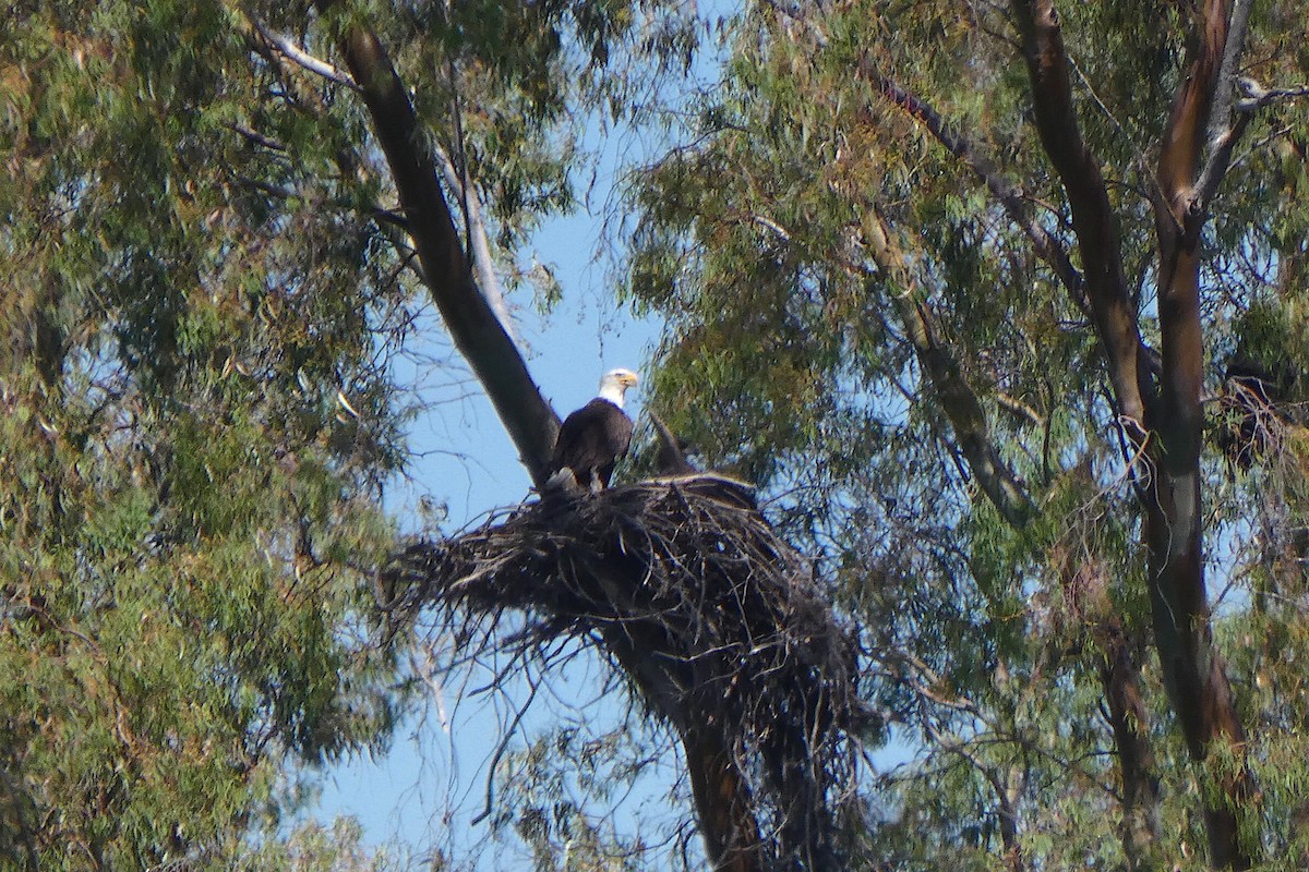 Bald Eagle - ML620141904