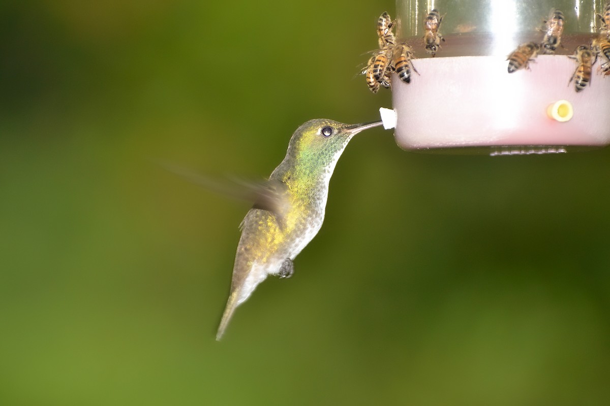 tupikolibri (versicolor gr.) - ML620141908