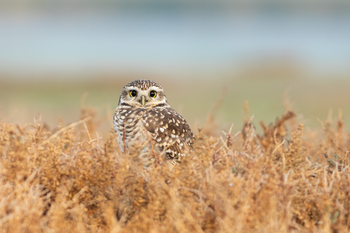 Burrowing Owl (Southern) - ML620141919
