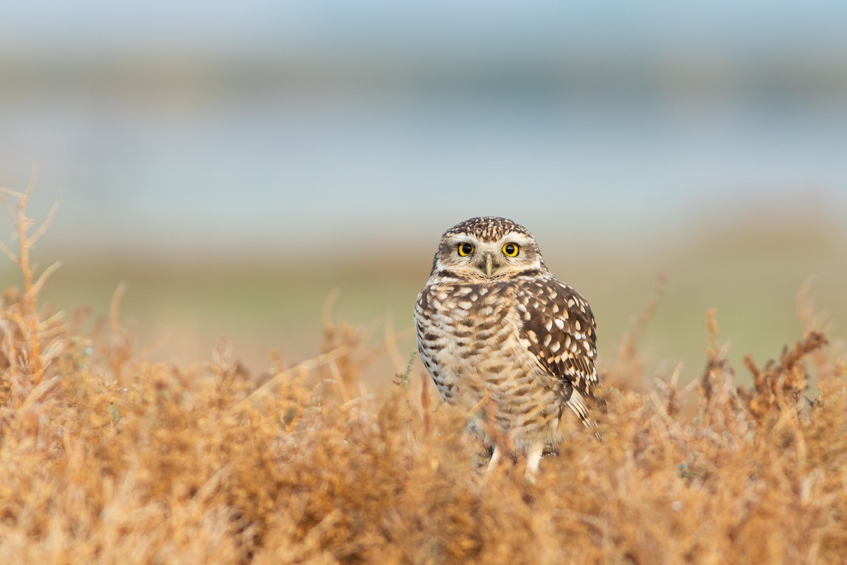 Burrowing Owl (Southern) - ML620141921