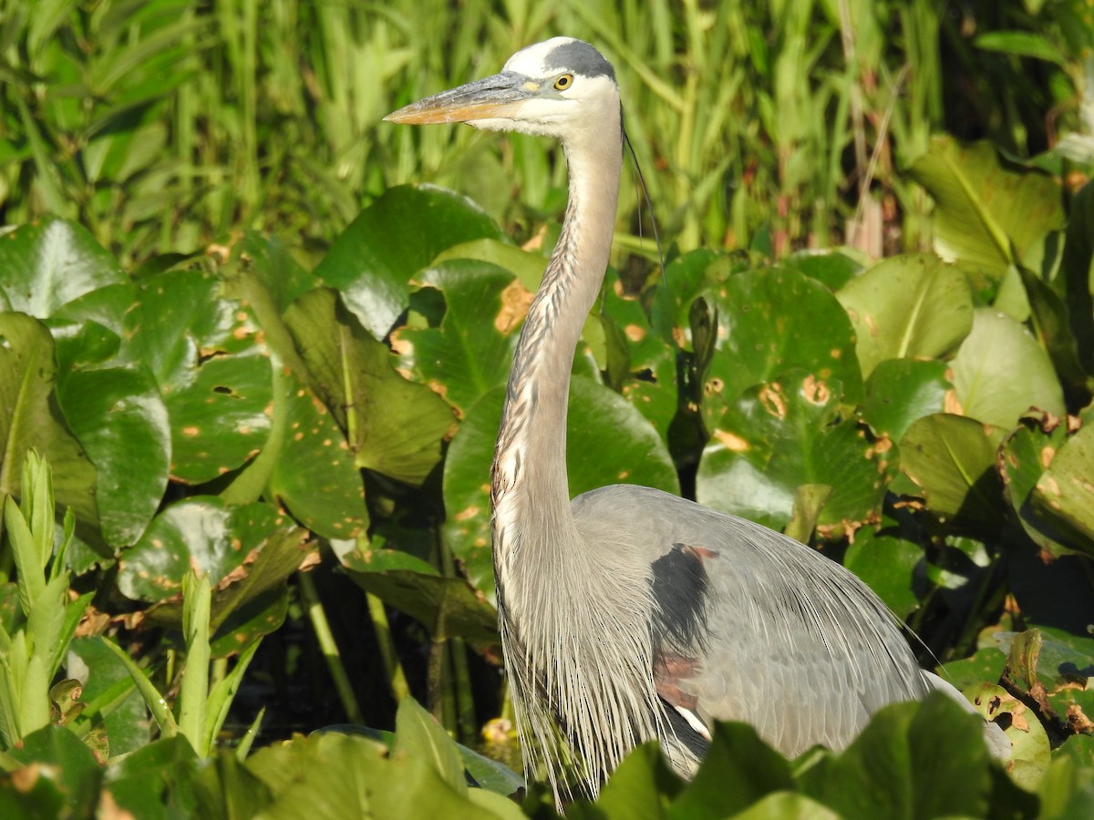 Great Blue Heron - ML620141924