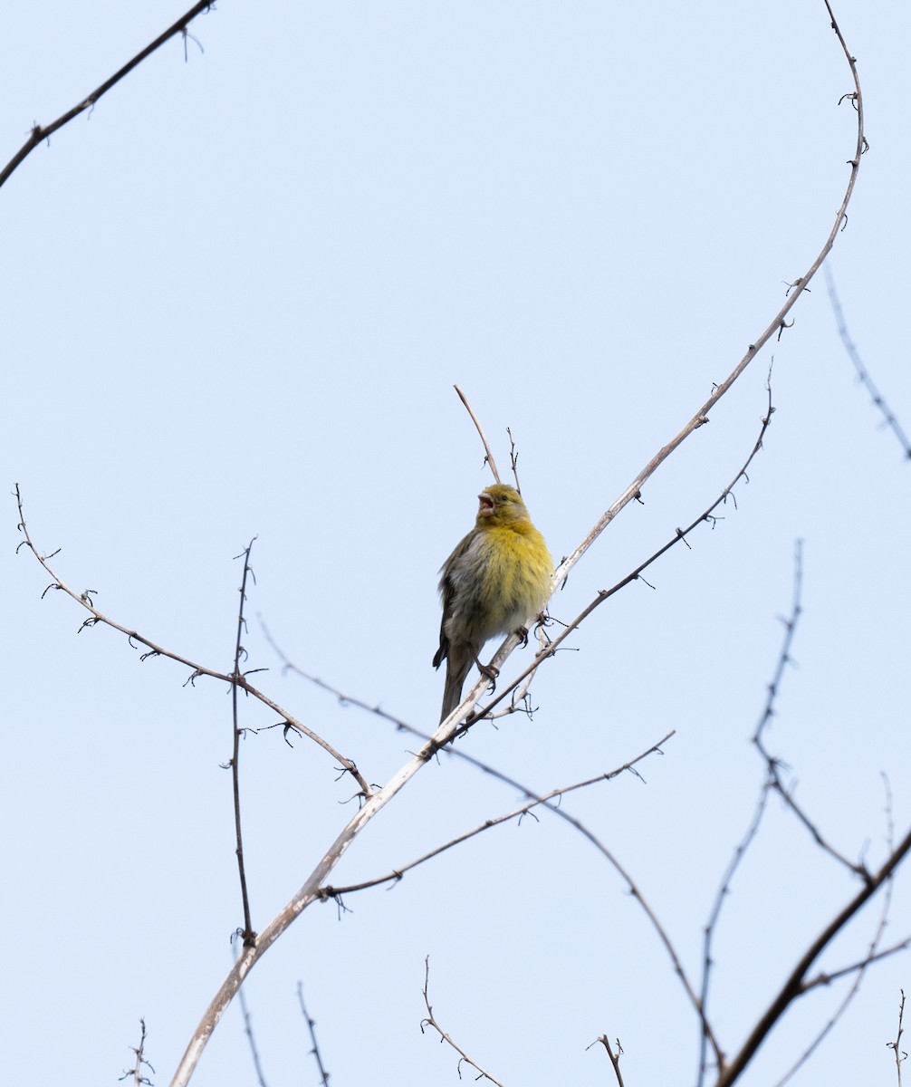 Island Canary - ML620141945