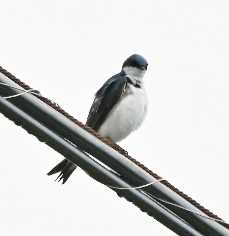 Golondrina Bicolor - ML620141954