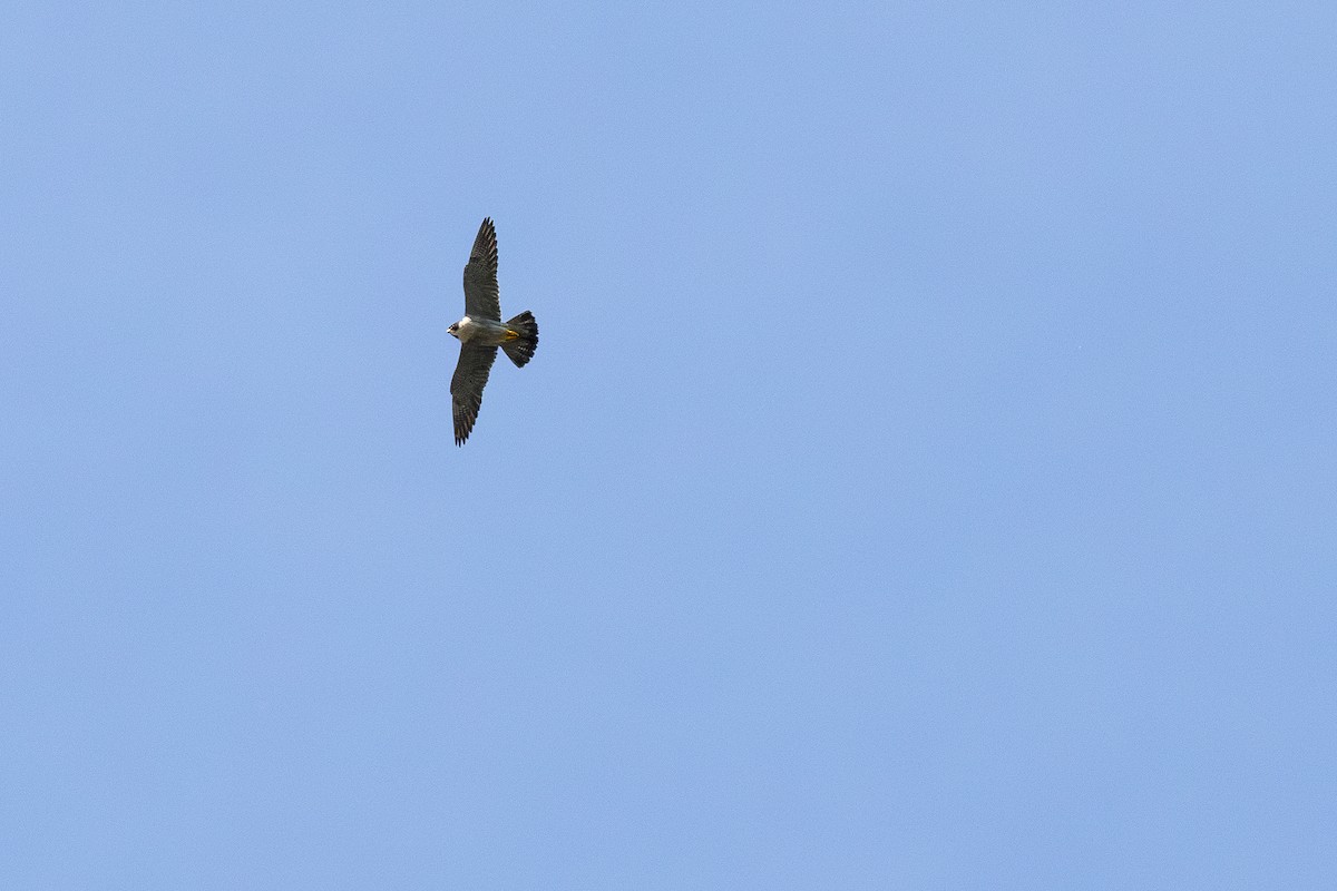 Peregrine Falcon - ML620141958