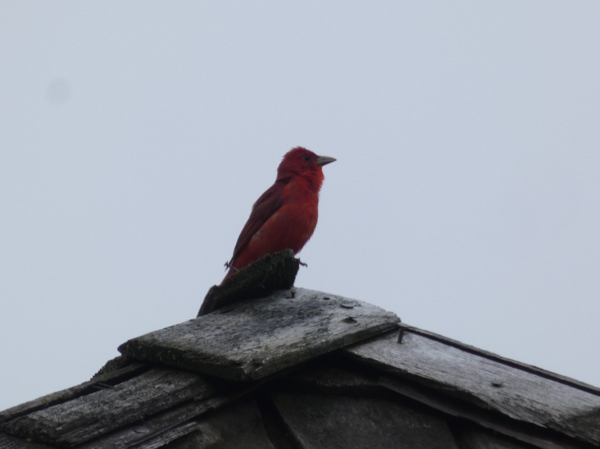 Piranga Roja - ML620141968