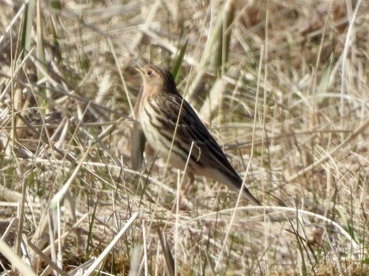 Red-throated Pipit - ML620141971