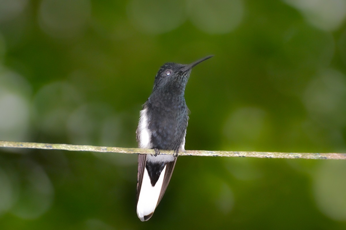 Colibrí Negro - ML620141974