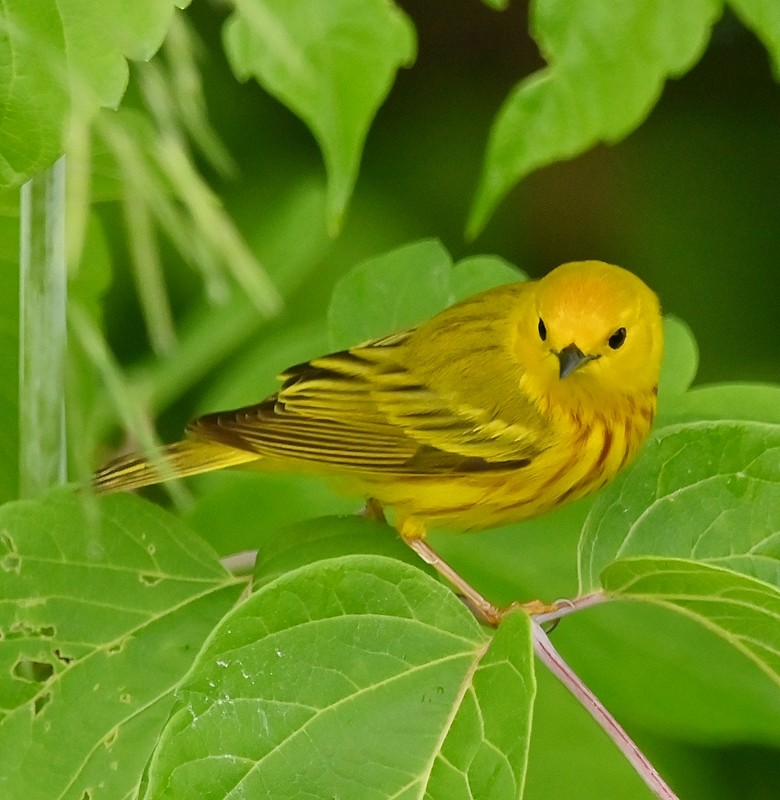 Yellow Warbler - ML620141979