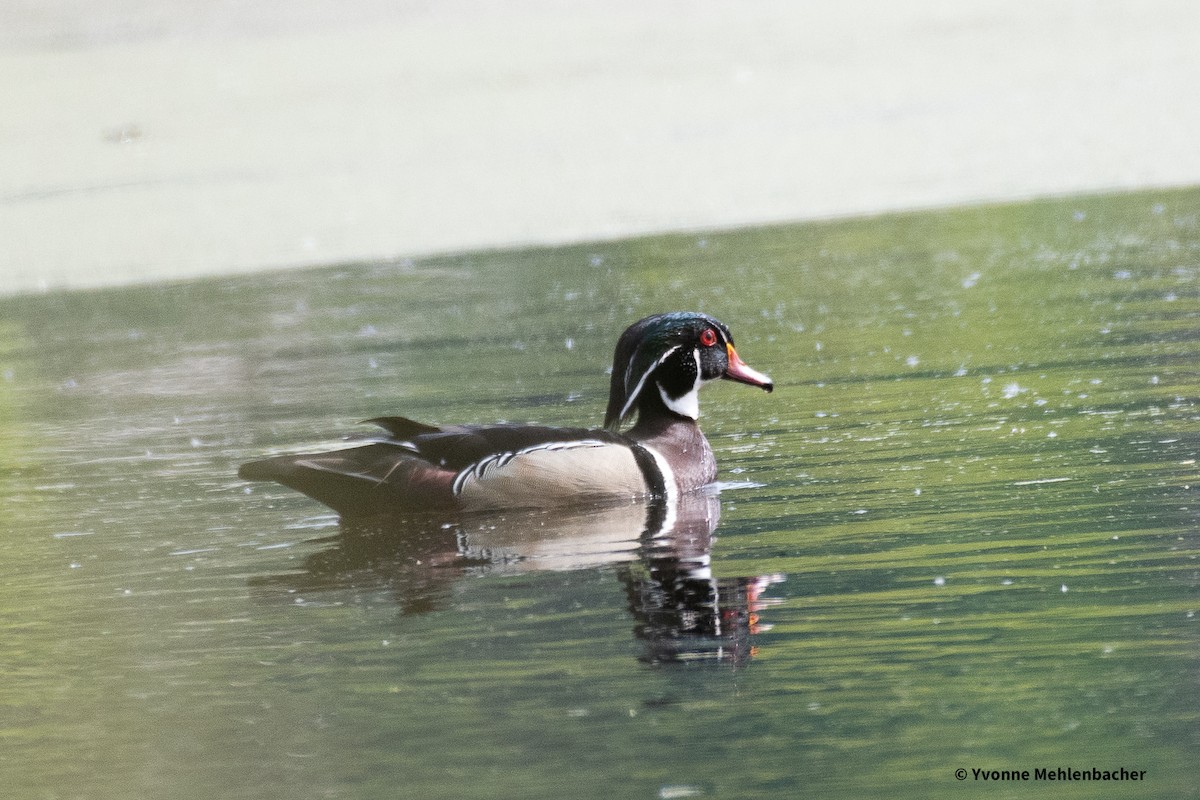 Wood Duck - ML620141984