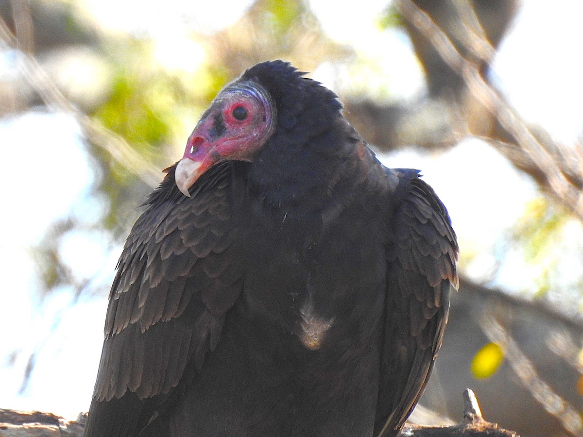 Turkey Vulture - ML620141993