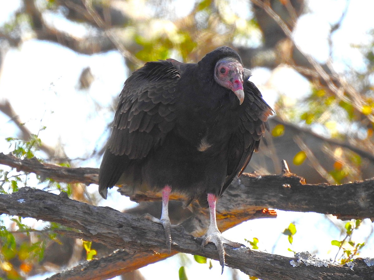 Turkey Vulture - ML620141994