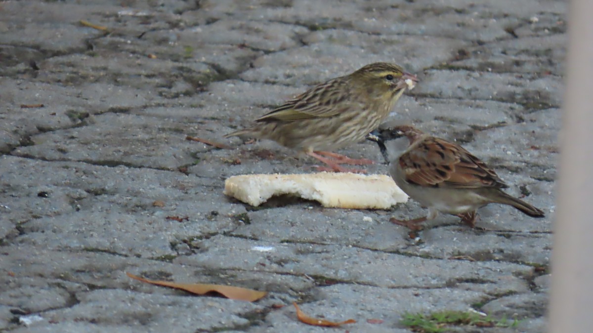 Southern Red Bishop - ML620141997