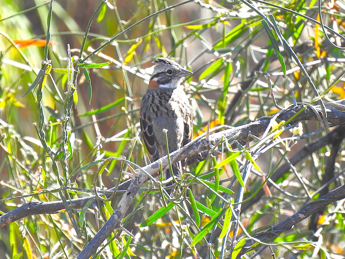 Rufous-collared Sparrow - ML620142000