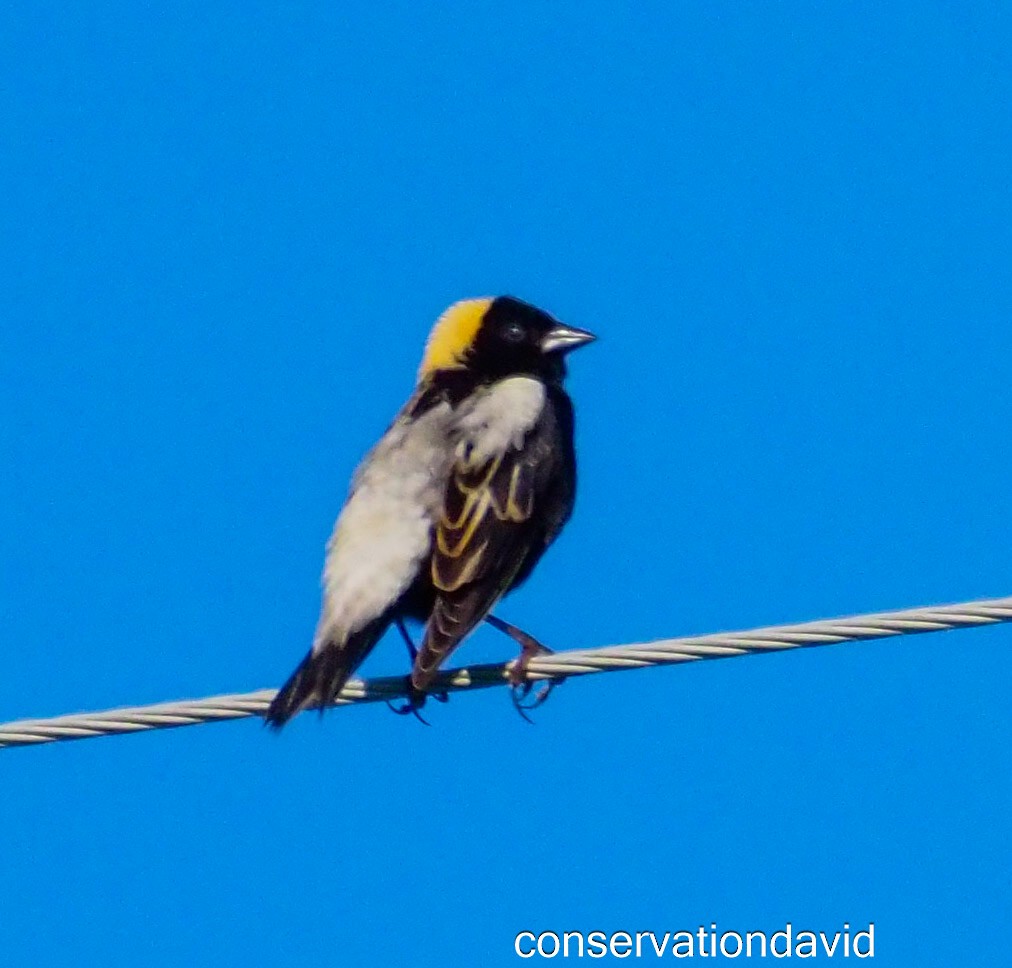 Bobolink - ML620142011