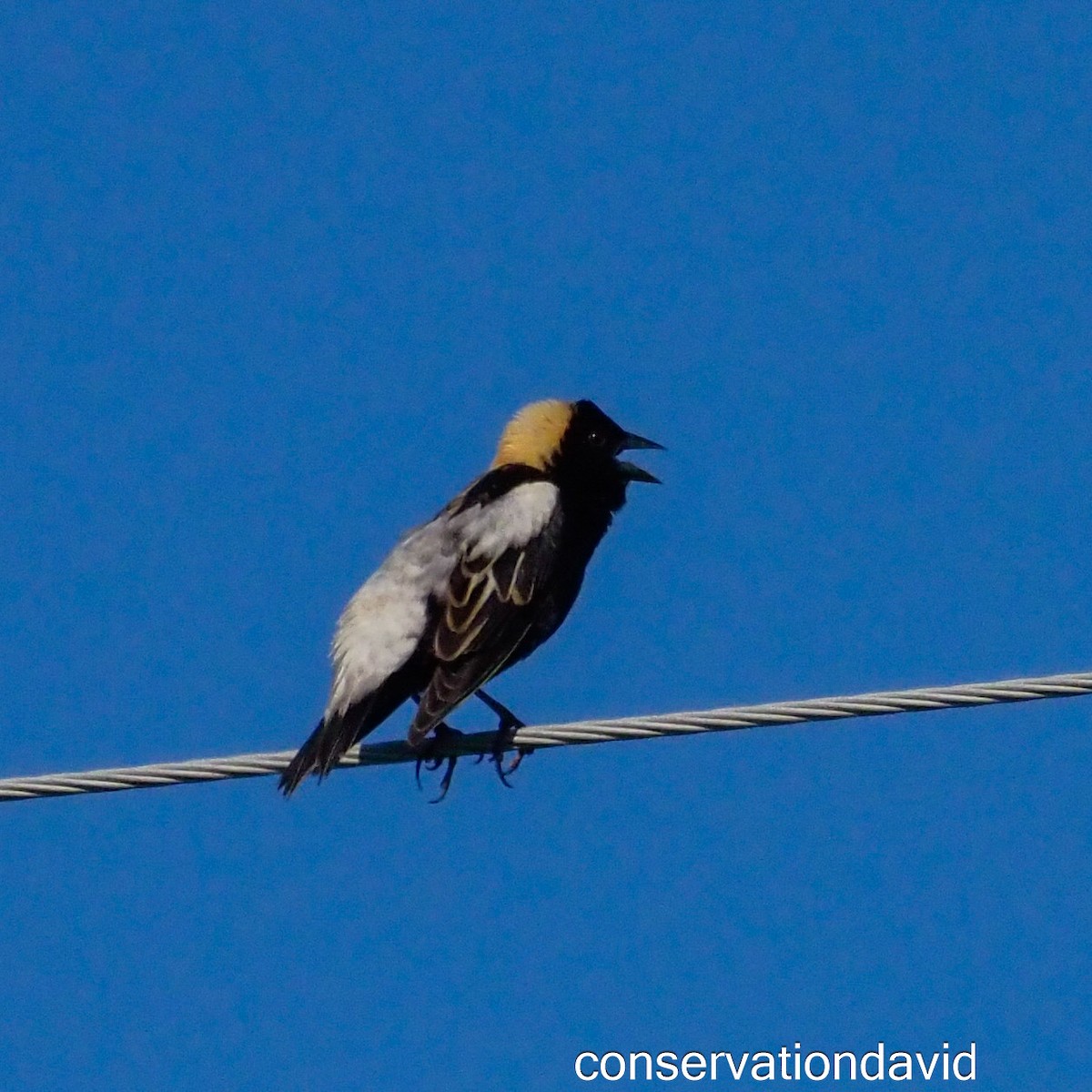 Bobolink - ML620142012