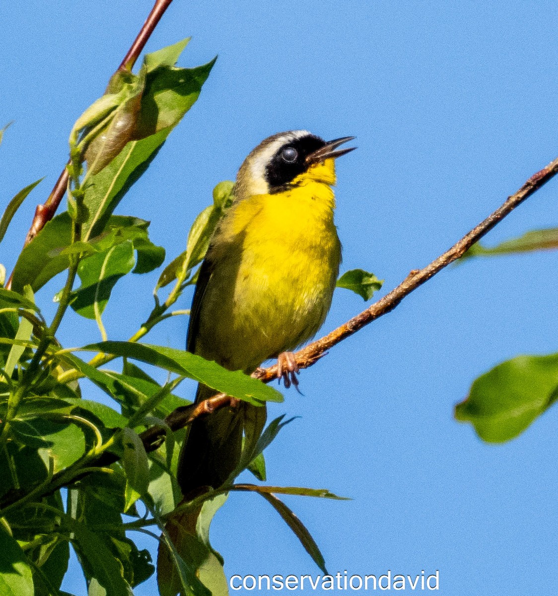 Common Yellowthroat - ML620142020