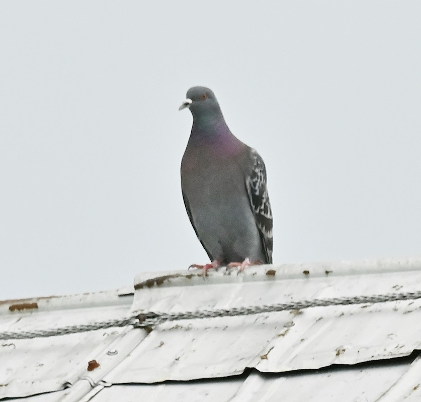 Rock Pigeon (Feral Pigeon) - ML620142022