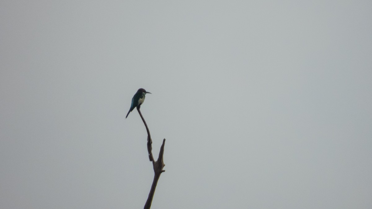 Blue-throated Bee-eater - ML620142026