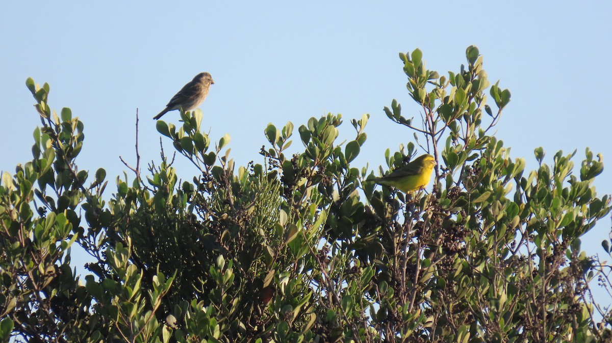 Yellow Canary - ML620142035