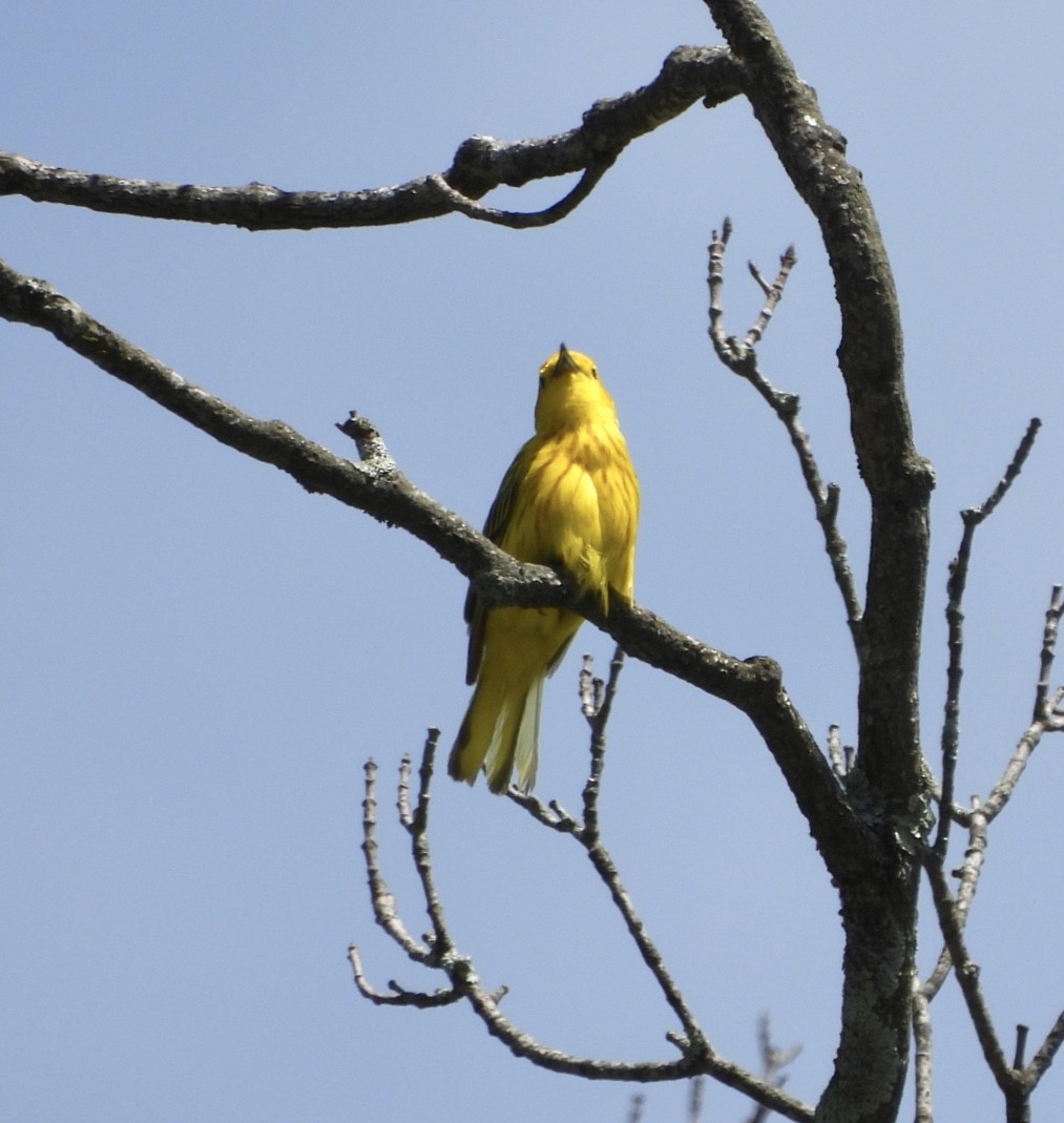 Yellow Warbler - ML620142037