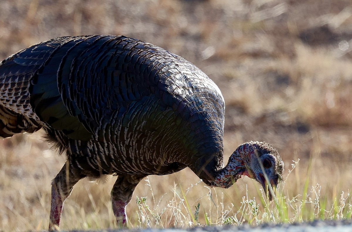 Wild Turkey - Dean Silvers