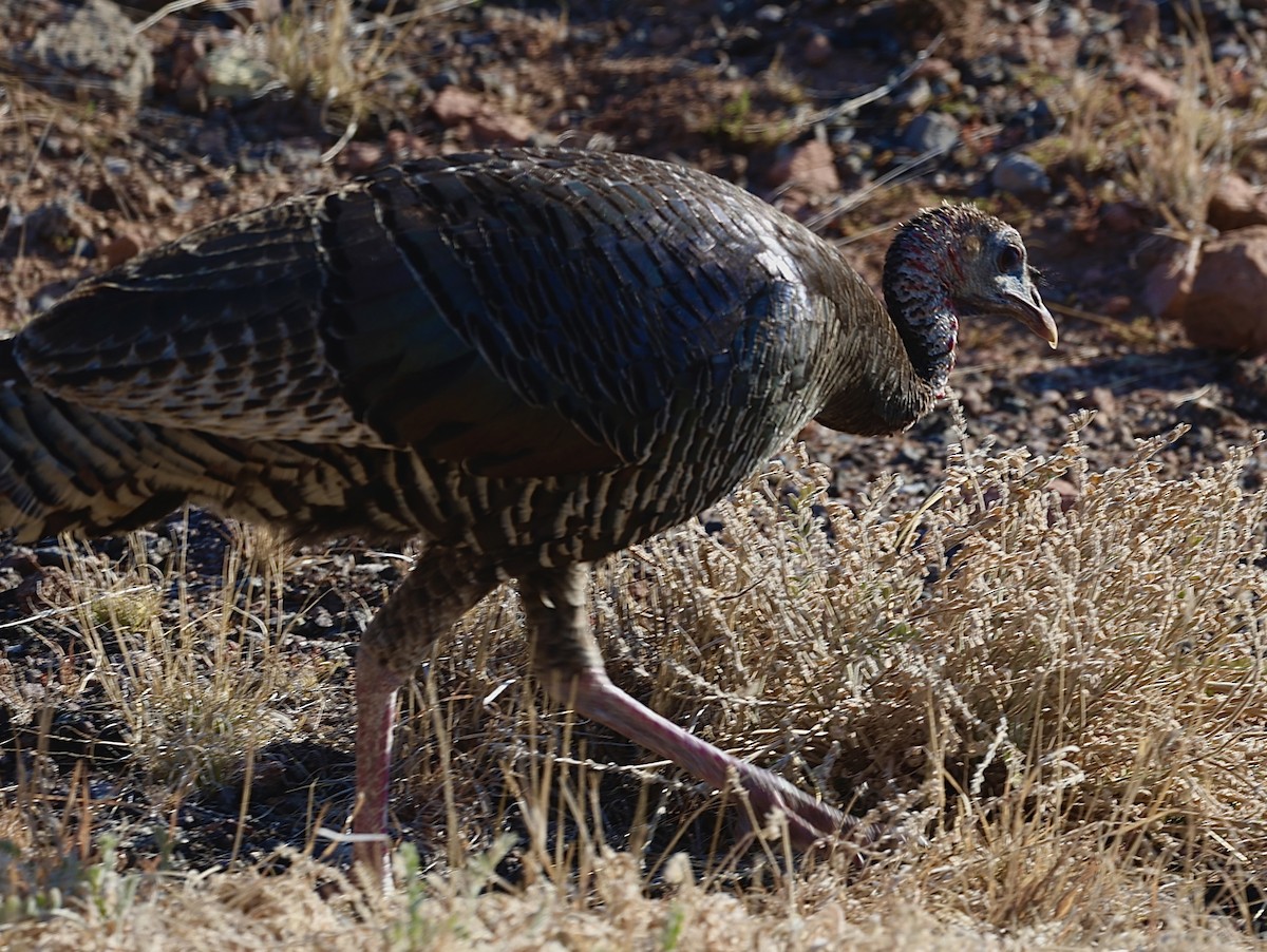 Guajolote Gallipavo - ML620142043