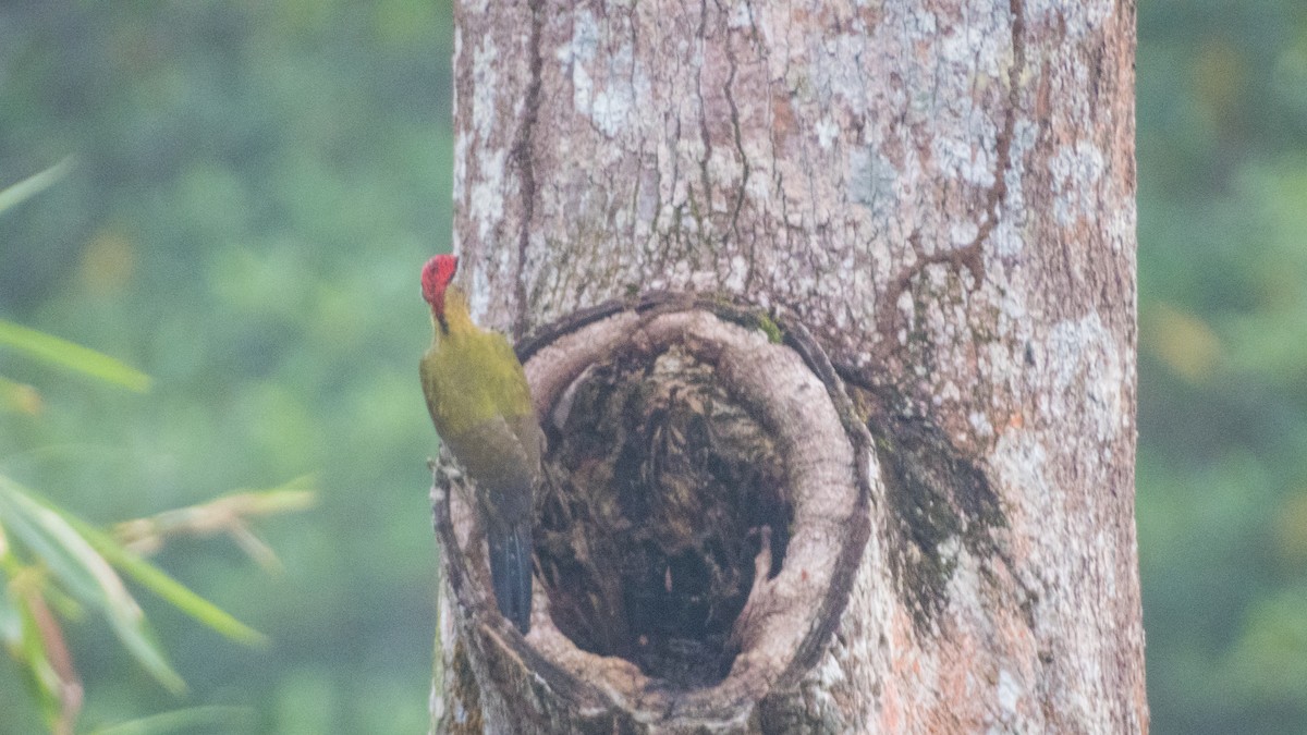 Laced Woodpecker - Jorge Juan Rueda