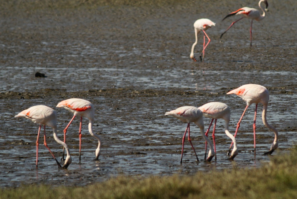 Greater Flamingo - ML620142051