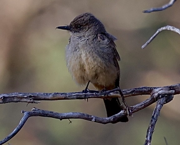 Say's Phoebe - ML620142052