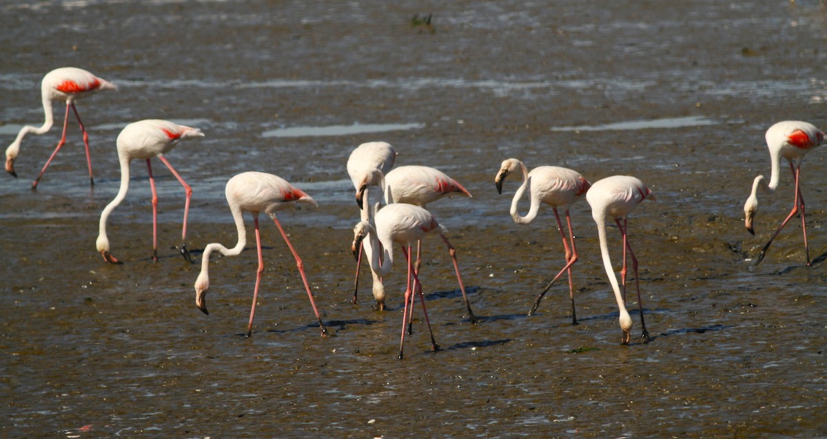 Greater Flamingo - ML620142057