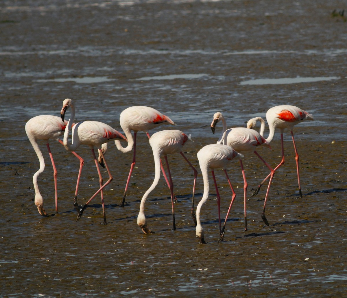 Greater Flamingo - ML620142059