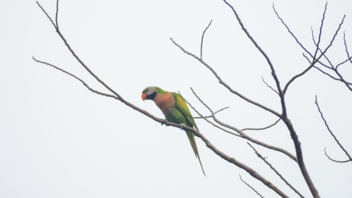 Red-breasted Parakeet - ML620142061