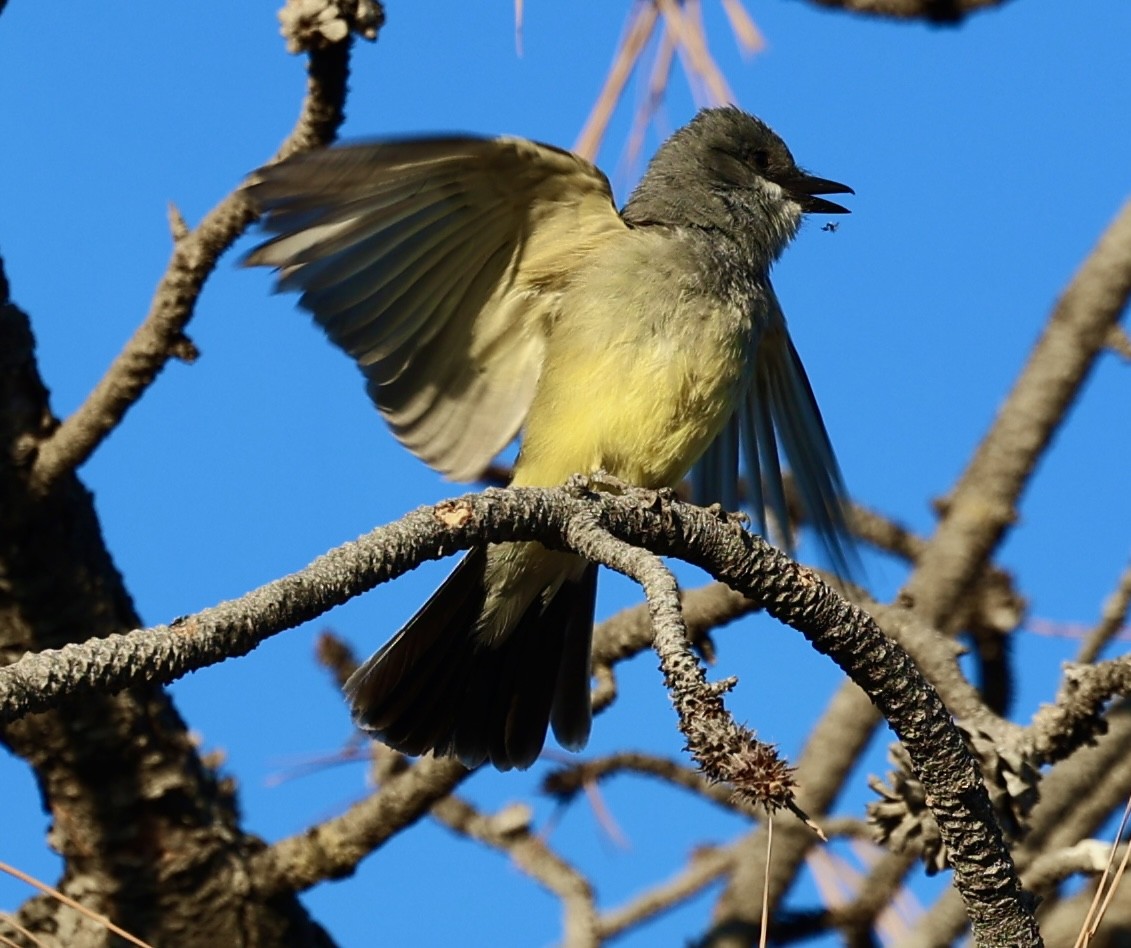 Cassin's Kingbird - ML620142062