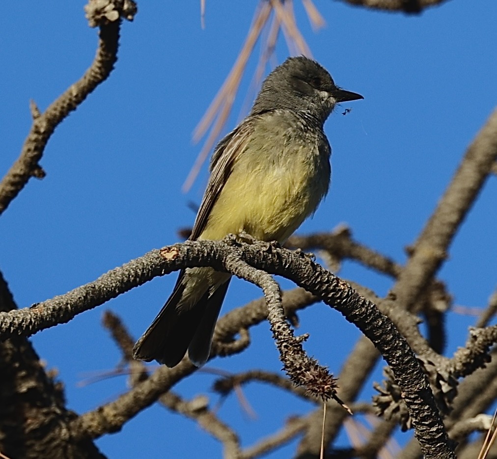 Cassin's Kingbird - ML620142063