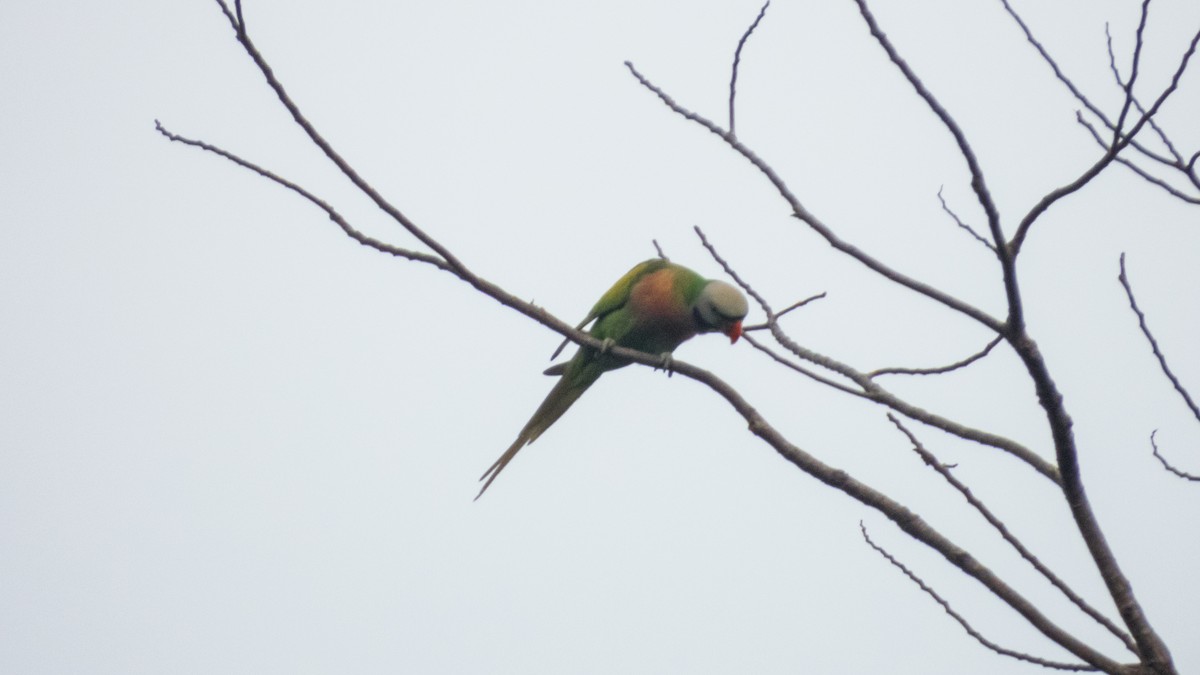 Red-breasted Parakeet - ML620142065