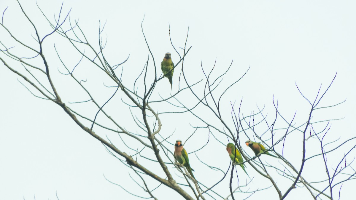 Red-breasted Parakeet - ML620142066