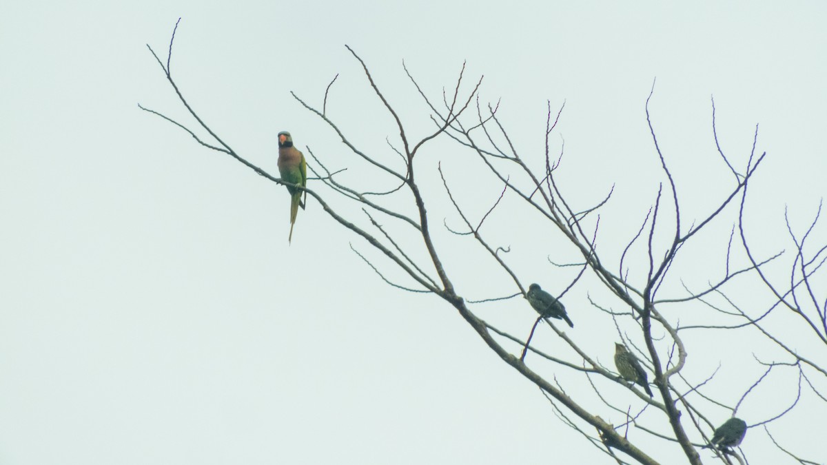 Red-breasted Parakeet - ML620142067