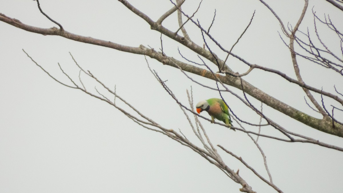 Gül Göğüslü Yeşil Papağan - ML620142068