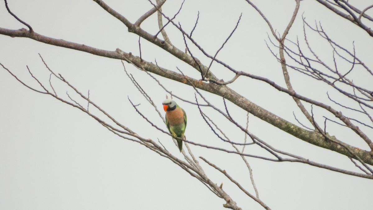 Red-breasted Parakeet - ML620142069