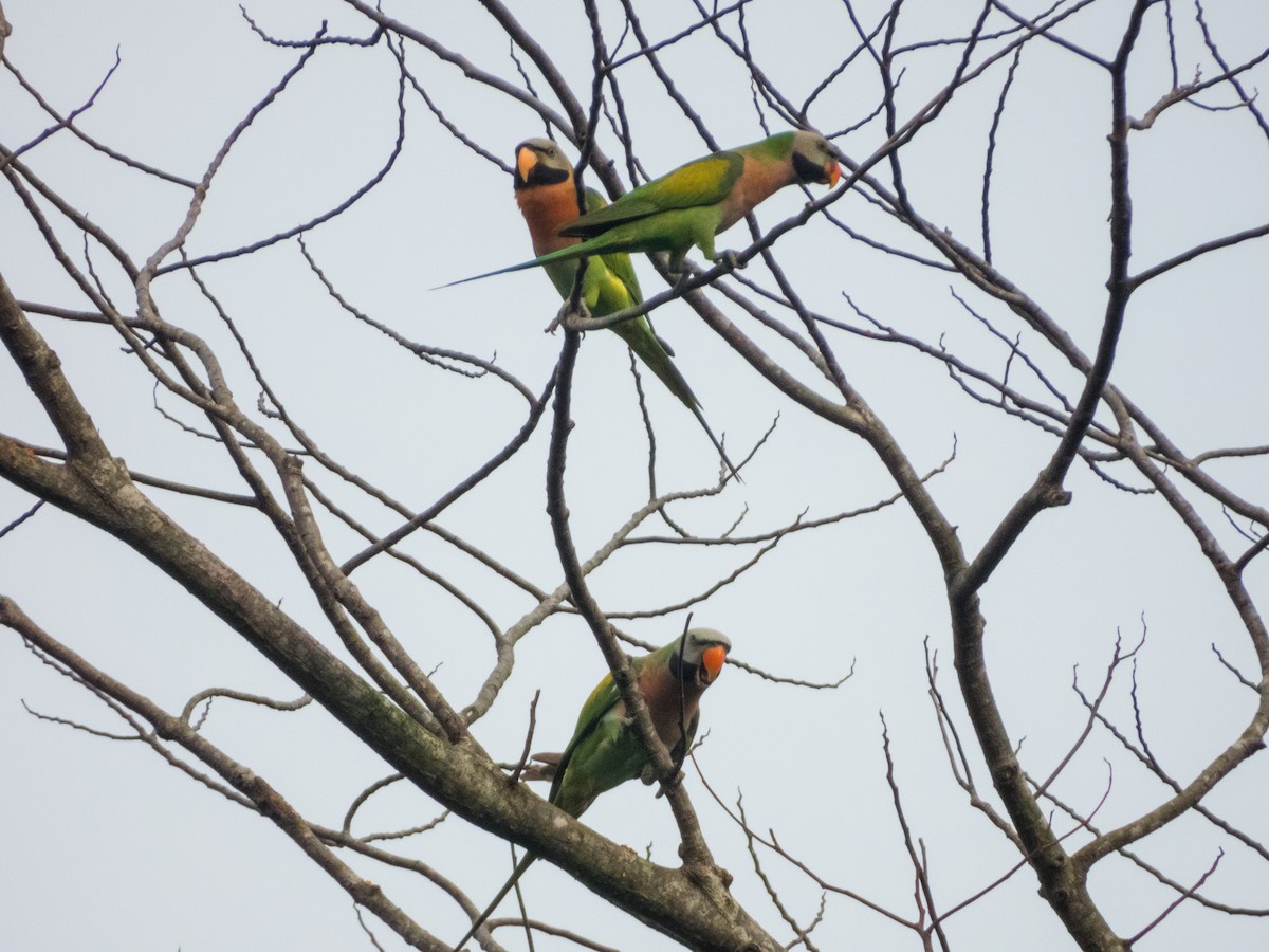 Red-breasted Parakeet - ML620142071