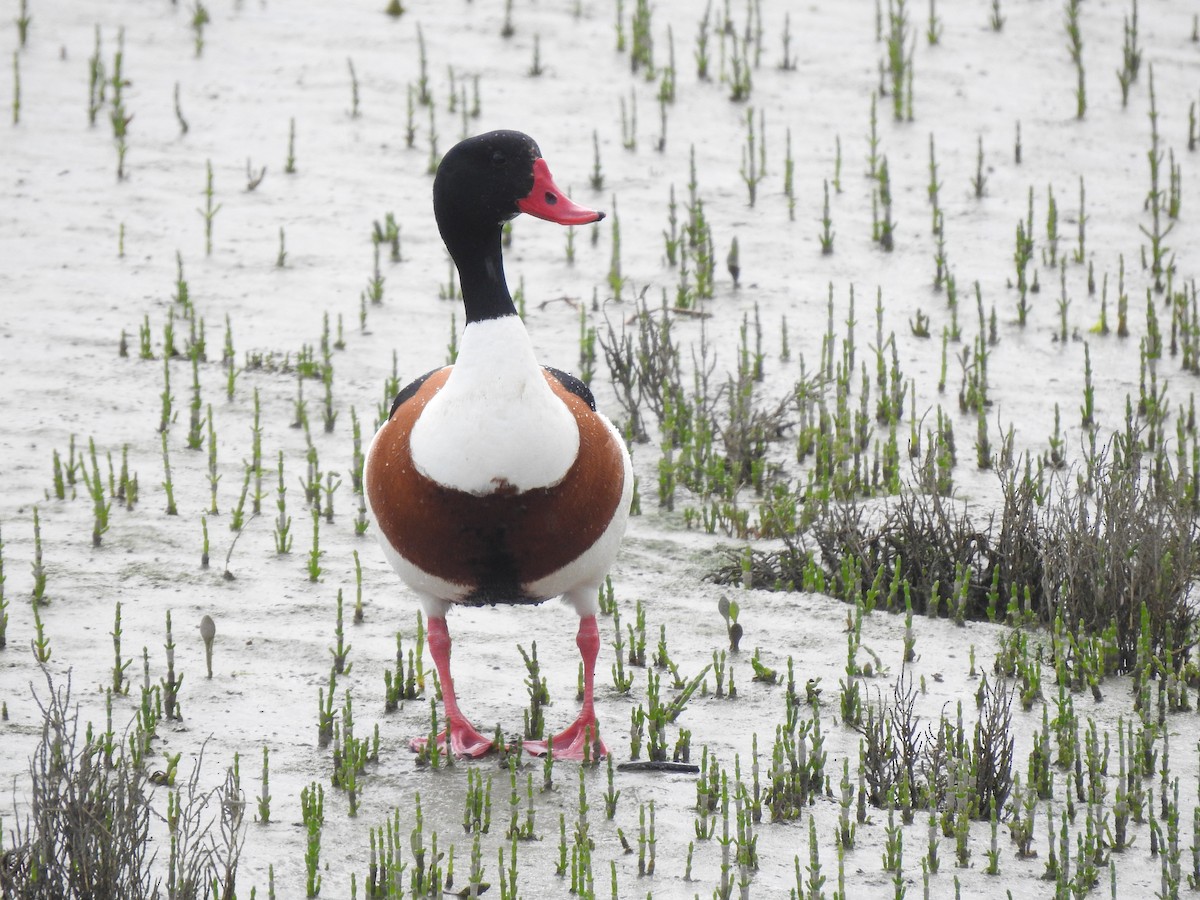 husice liščí - ML620142072