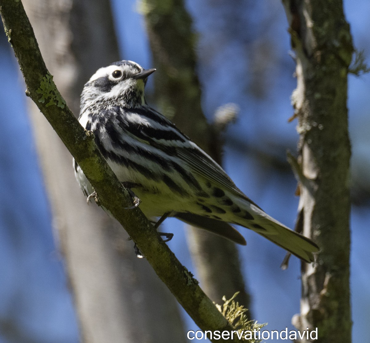 Black-and-white Warbler - ML620142077