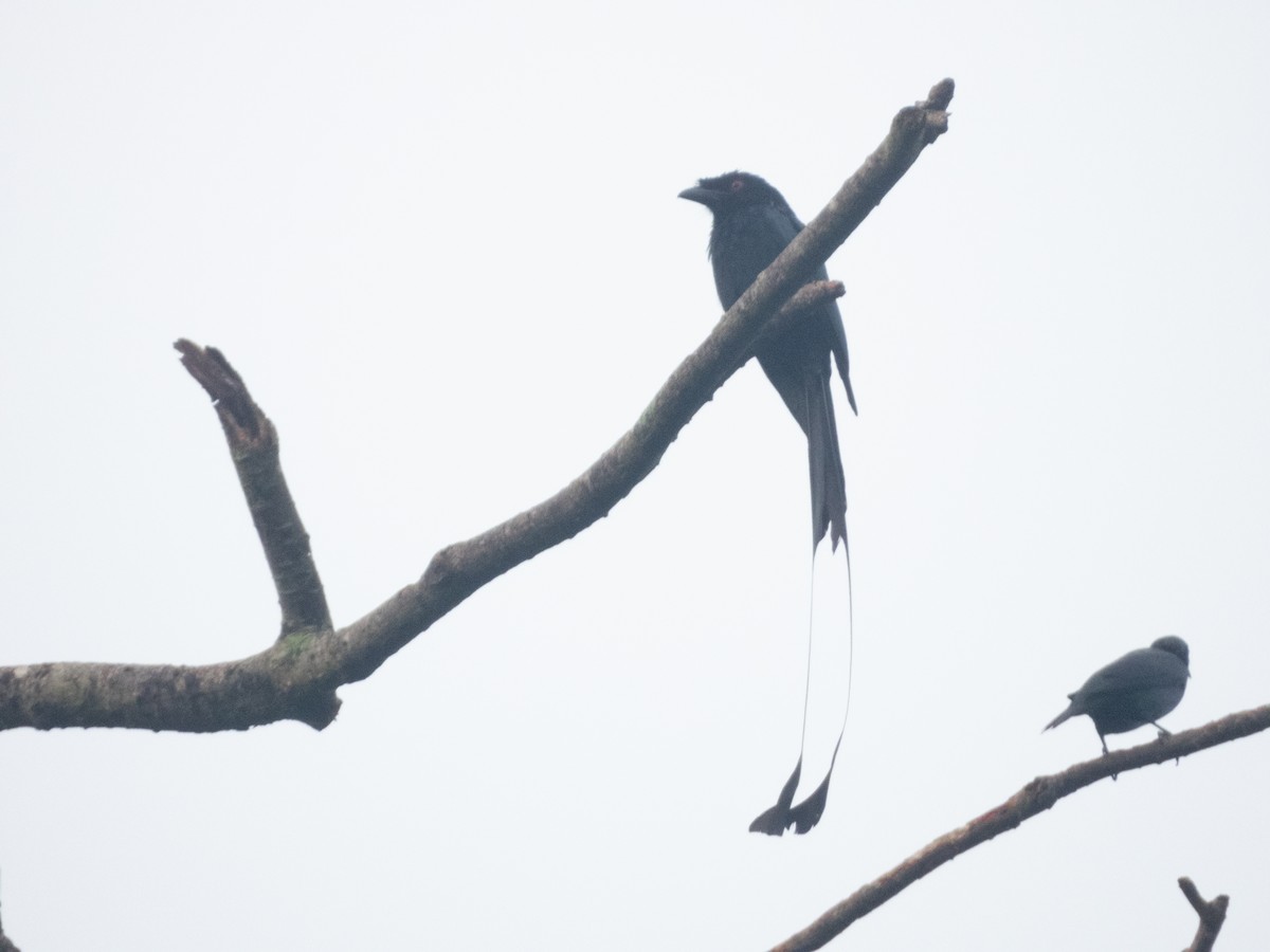Greater Racket-tailed Drongo - ML620142088