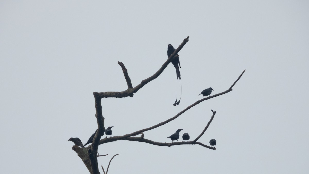 Greater Racket-tailed Drongo - ML620142089