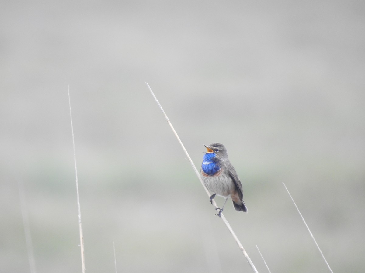 slavík modráček - ML620142095