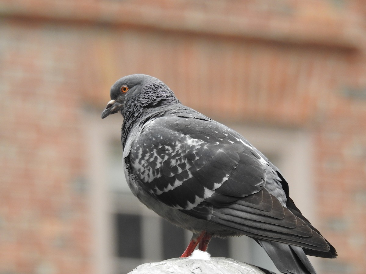 Rock Pigeon (Feral Pigeon) - ML620142122